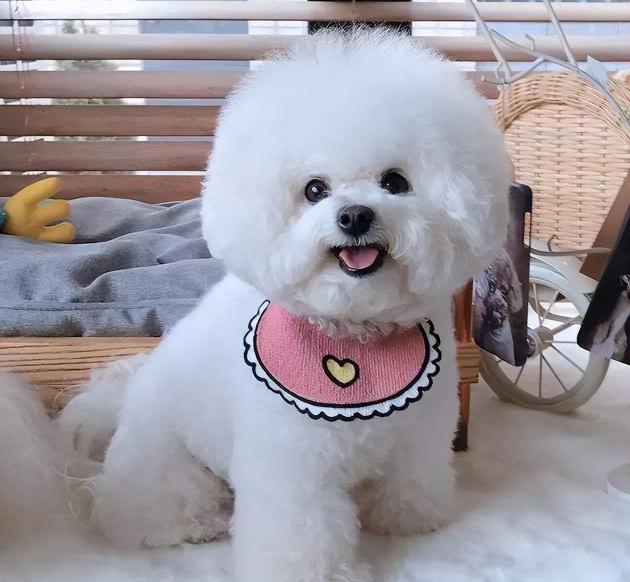 小型雪纳瑞犬多少钱一只（这几种小型犬）