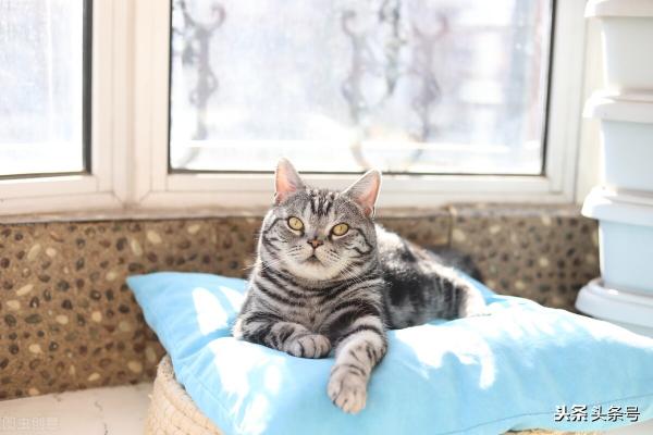 美短银虎斑多少钱一只（世界上最好养的猫）