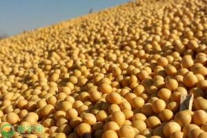 黄豆多少钱（2020年4月份大豆价格最新行情）