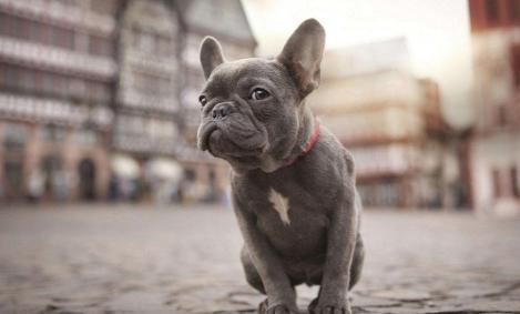 名犬图片大全和名子价格表（5种常见的宠物狗）