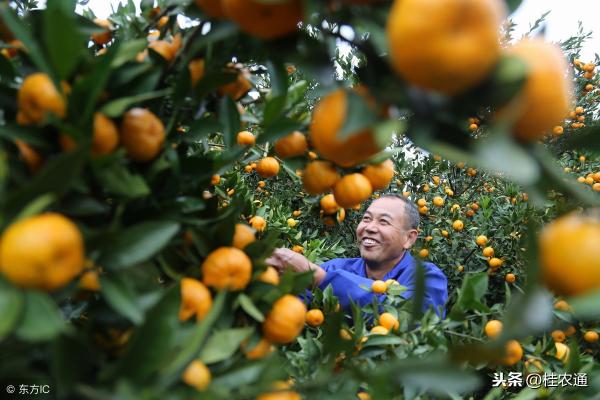南丰蜜橘2017价格分析（南丰蜜橘大丰收）