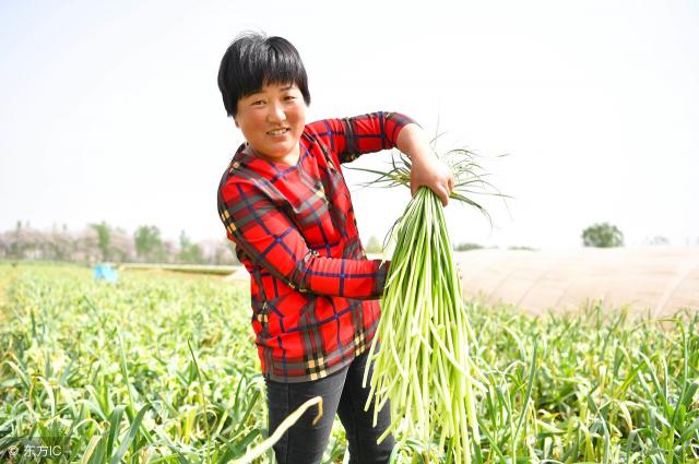 高邑蔬菜最新批发价格（蒜苔价格多少钱一斤）