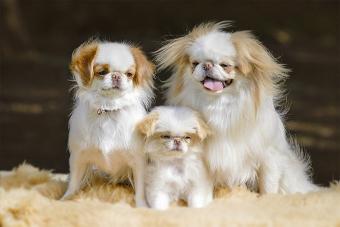 日本狆多少钱一只（脾气暴躁但又亲人的小型犬）