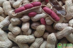 花生米批发多少钱一斤（2月份花生的行情走势如何）