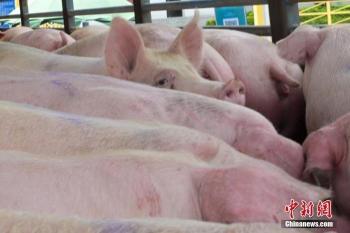 微信最多可以转多少钱（猪肉价格回归10元以上）