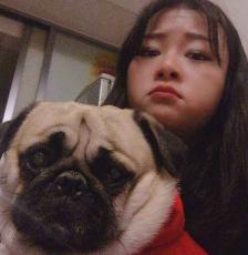 巴哥多少钱(巴哥犬多少钱一只)
