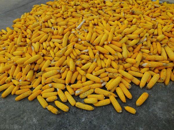 云南玉米收购价格（3月26日国内各地玉米价格发布）