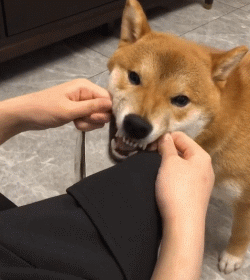 名犬图片大全和名子价格表（狗狗品种大全）