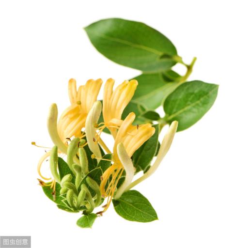 護蕾密寶spa凝膠價格（金銀花用法吃法有哪些）