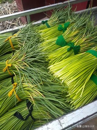 2017年5月份蒜薹价格（为什么蒜苔会在5）