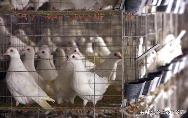 种鸽价格是多少钱一对（肉鸽养殖成本与利润）