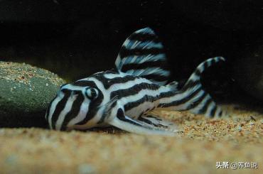 吸力王捕魚器價格（魚缸清道夫魚另外高顏值面目）