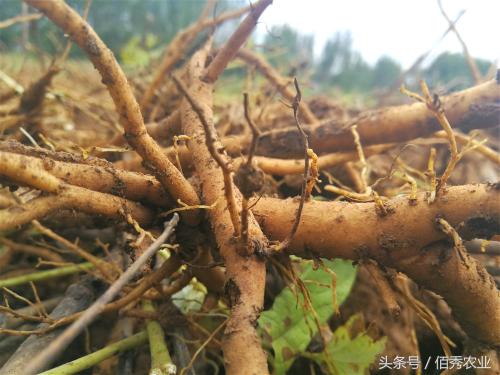 牡丹精油价格查询（中药材牡丹卖成了）