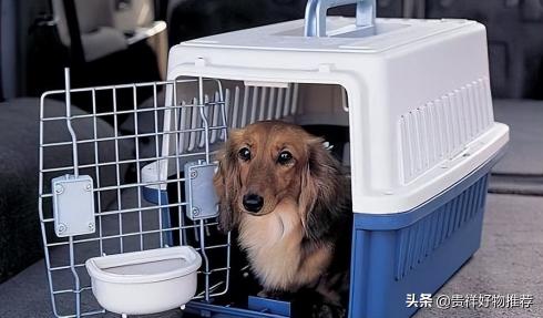 省内宠物托运多少钱（12306宠物托运怎么咨询）