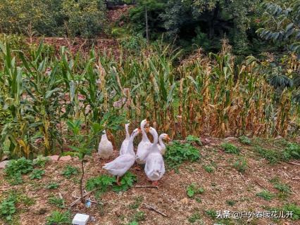 英谈村有门票价格（河北保存完整的古石寨邢台英谈村）