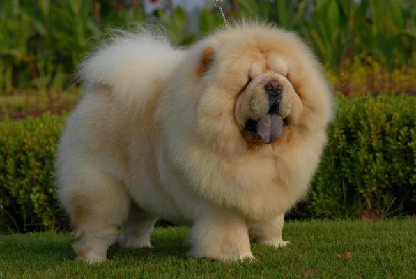 松狮犬图片多少钱一只（为何）