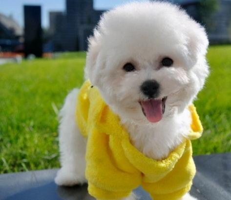 银狐犬图片及价格（对主人很）