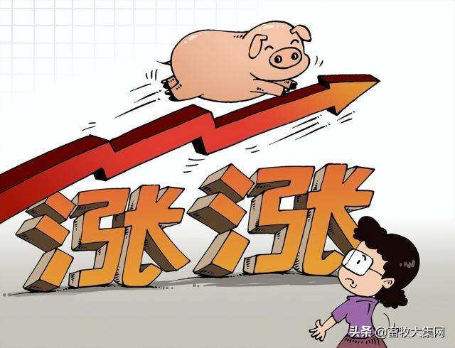 生猪期货价格走势图（14日行情日评）