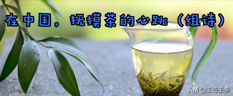 千山翠影铁观音价格（王诗）