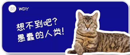 金虎斑貓多少錢一只（一只貍花貓在國外能賣上萬元）