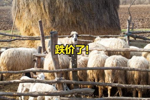 現在羊價格多少錢一只（跌）