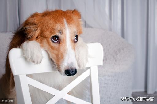 泰迪打疫苗多少钱（狗狗打疫苗）