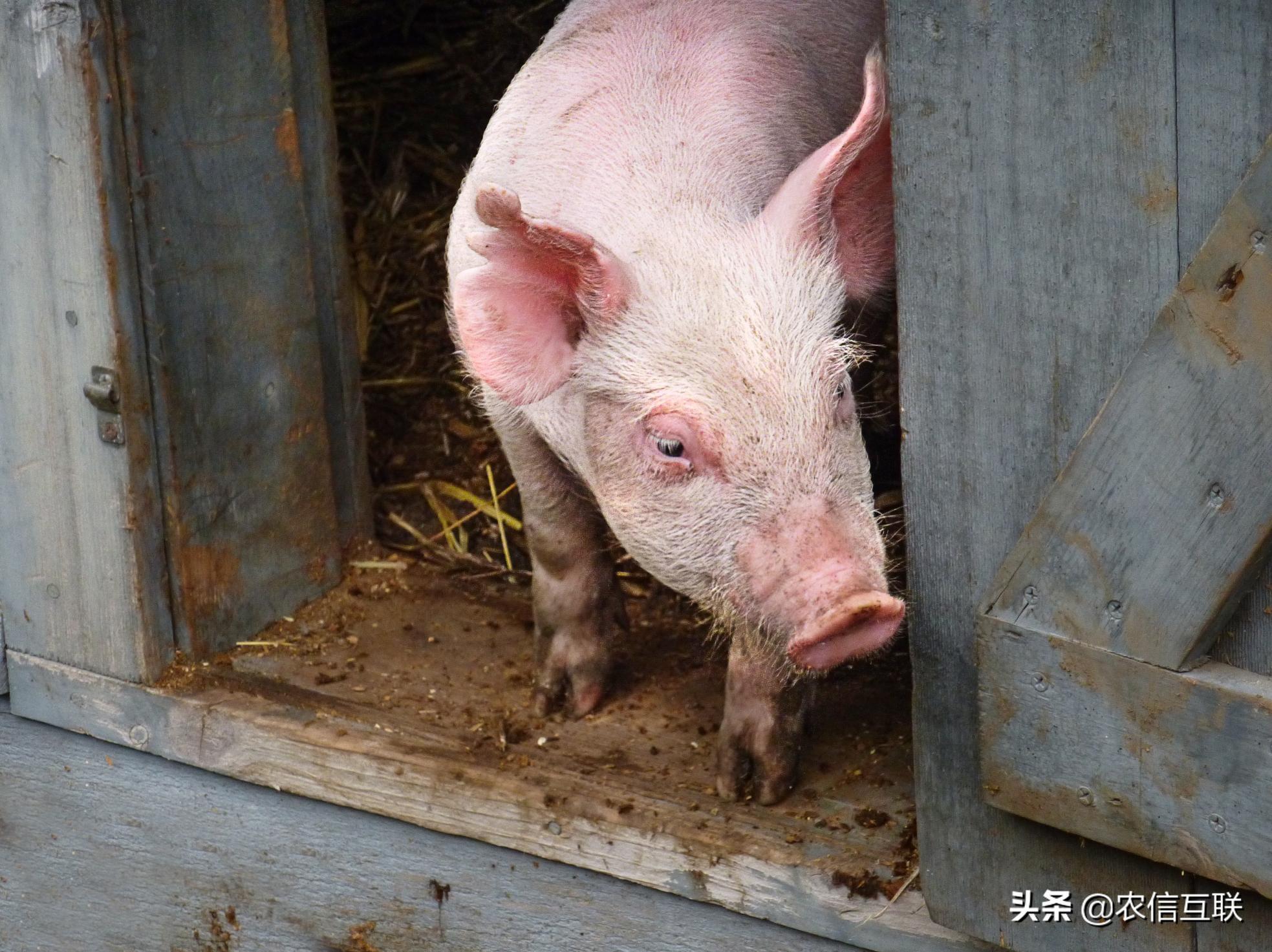 6现在生猪价格（旺季不旺）