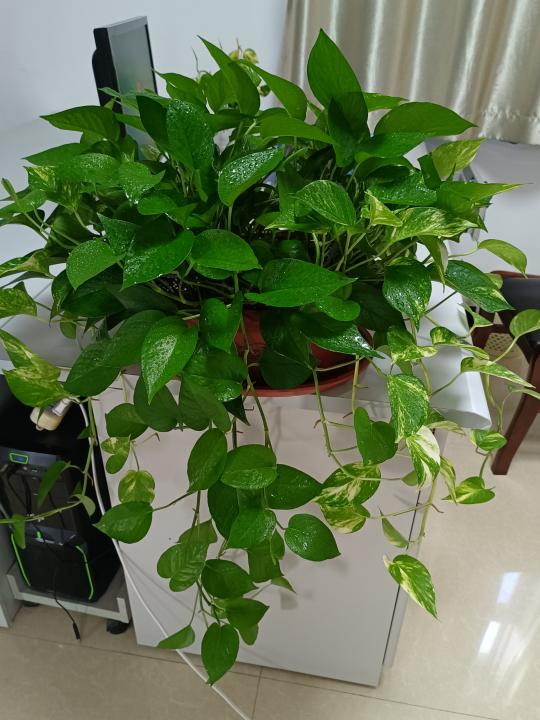 花卉批发市场 花草盆景价格（人养花）