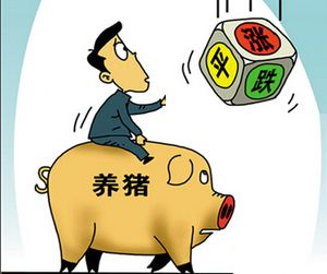 今日邳州土杂猪价格（全国生猪2017年12月15日报价）