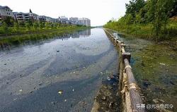 釣魚紅蟲多少錢一斤（臭水溝內的）