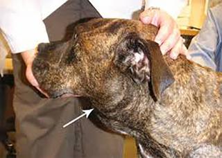苏格兰梗犬多少钱（狗狗这些地方出现肿块）