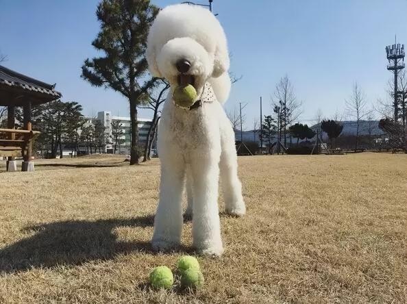 阿富汗獵犬純種多少錢（這5種狗飼養成本高）