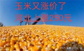 今日河北玉米價格走勢（2月19日）