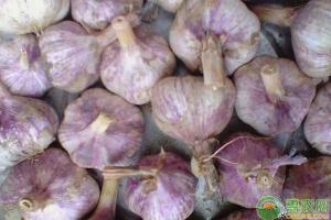 大蒜价格情（近期大蒜价格为何持续下跌）