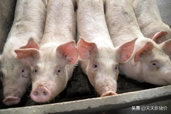山东省生猪价格今日猪价最新（猪价信息）