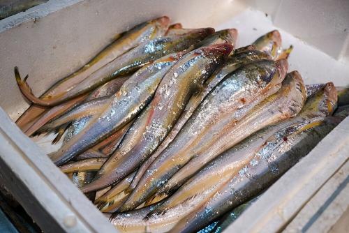 带鱼段多少钱一斤（一斤8000元）