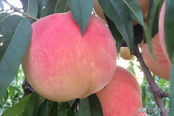金秋红蜜桃价格走势（此桃深秋才上市）