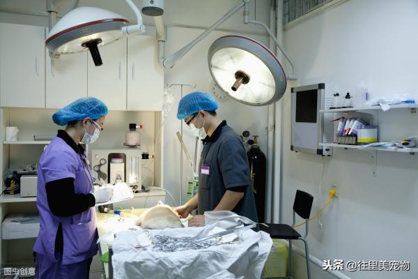 狗狗生化检查价格（带宠物去看病太贵怕被坑）
