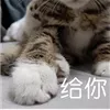 牙齿矫正上排多少钱（还对牙齿矫正有疑问的）