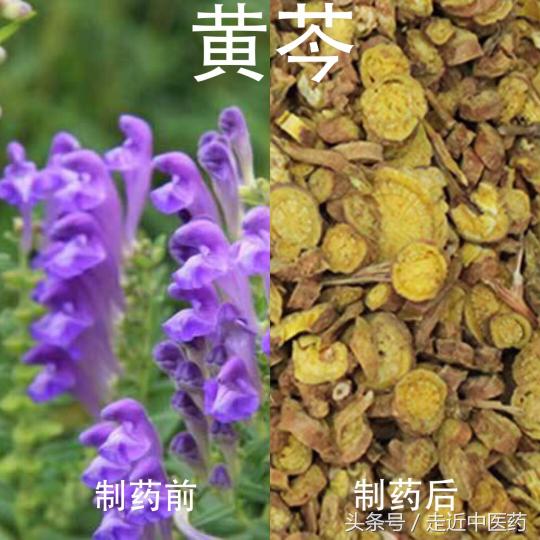 通草滑石汤价格（清热药）