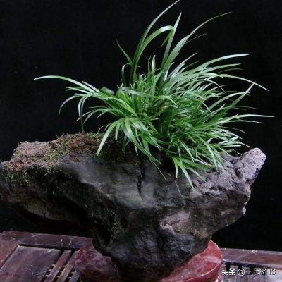 菖蒲图片盆景价格（种植菖蒲能发大财）