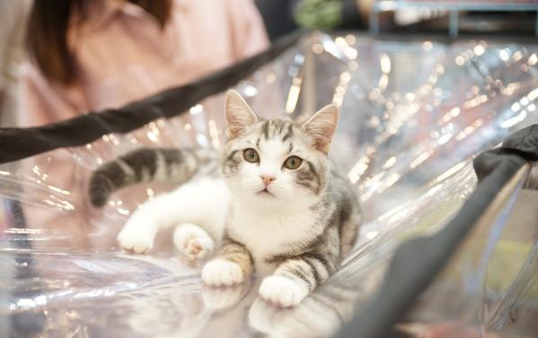 美短猫多少钱一只2018（为什么人们争着养）