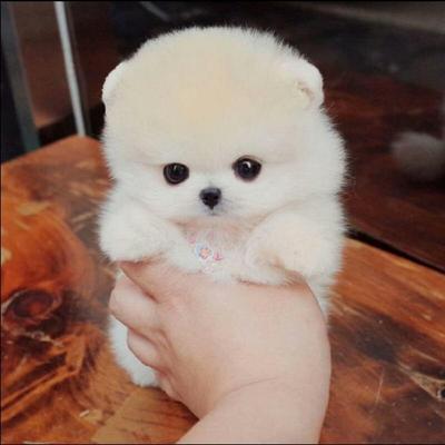 茶杯比熊犬多少钱一只（这5种狗狗）