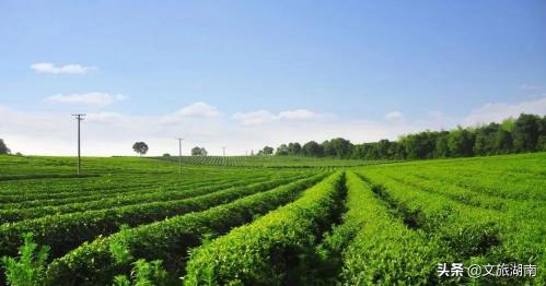 银毫茶叶多少钱一斤（一起闻茶香赏春景）