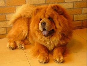 松狮犬图片多少钱一只（大家为什么不敢养松狮犬）