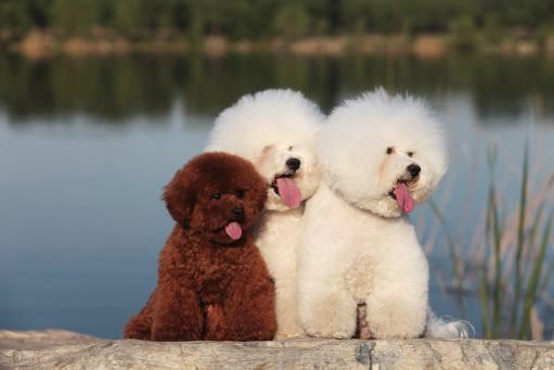 茶杯比熊犬多少钱一只（很多养狗人并不知道）