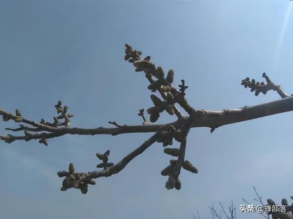 杨树价格多少钱一吨（13元1斤收购）