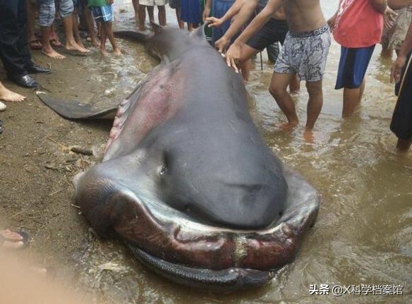 吸力王捕魚器價(jià)格（全球僅70只）