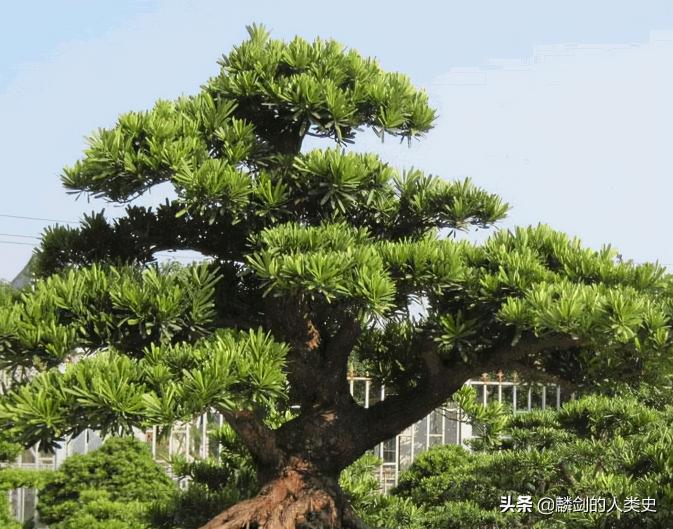广西罗汉松价格（地球生物全系列）