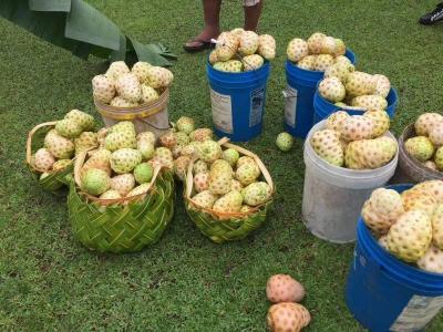 诺丽果酵素多少钱（诺丽酵素产品分类）